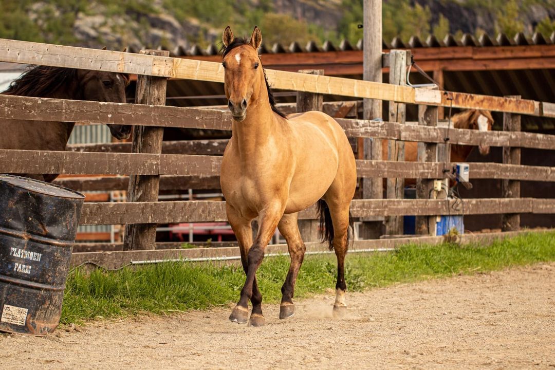 A buckskin horse walking in the paddock at Flatmoen Natur