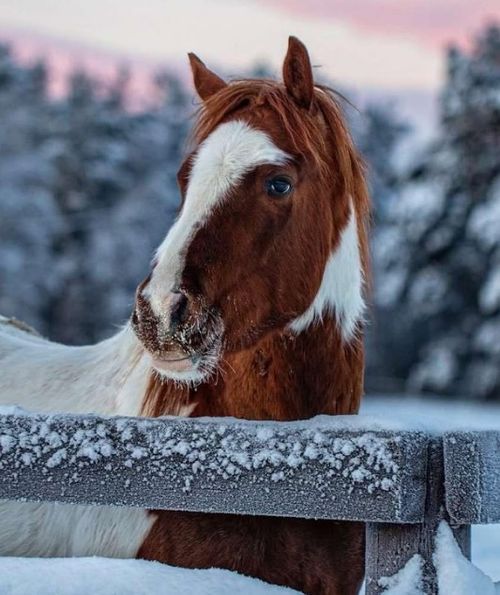 A horse with a frosted mane at the paddock fence