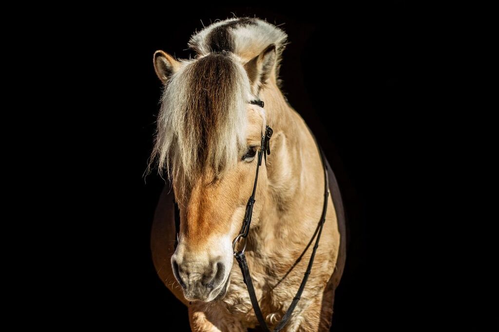Portrait of a Norwegian Fjord Horse on a black background